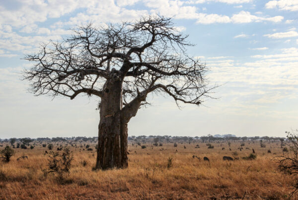 Beauty of wildlife by Camille Massida Photography